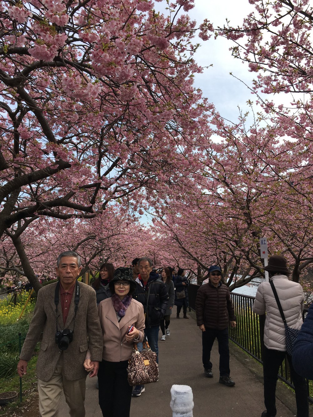 cherry-blossom-avenue