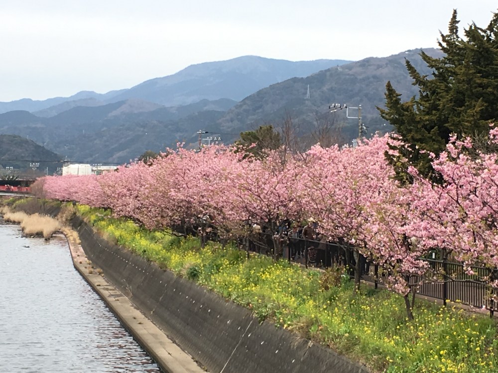 cherry-blossom-river